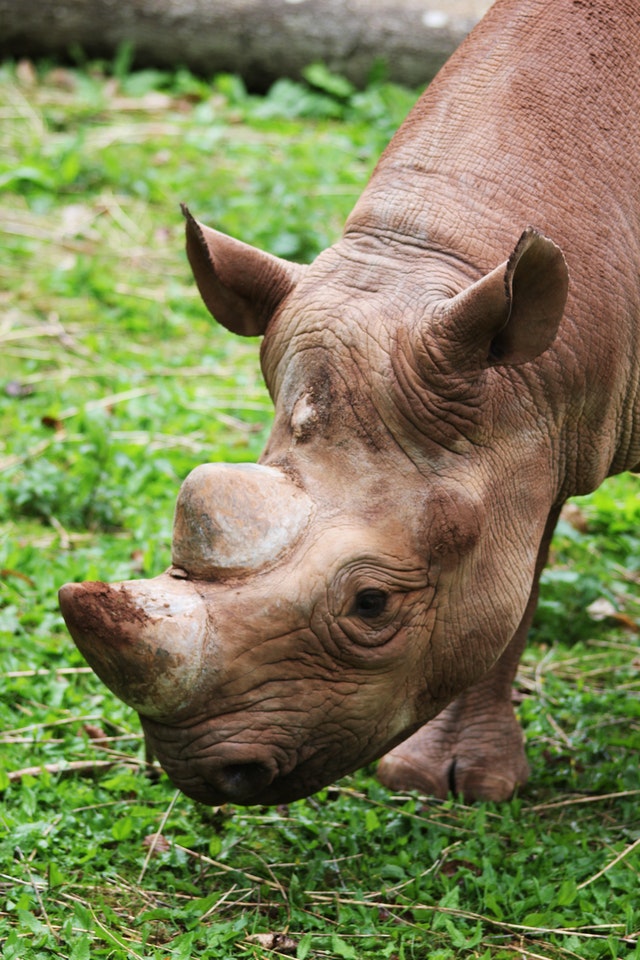 Close up picture of a rhino calf