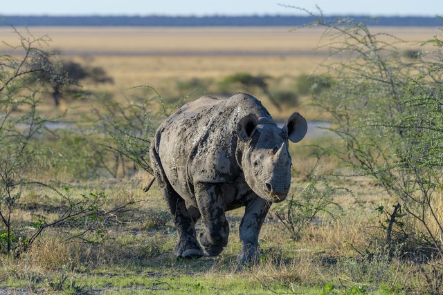 A rhino covered in mud