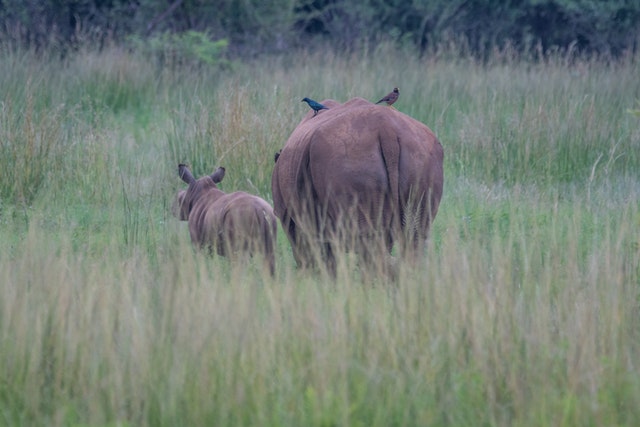 A rhino and her calf in tall grass