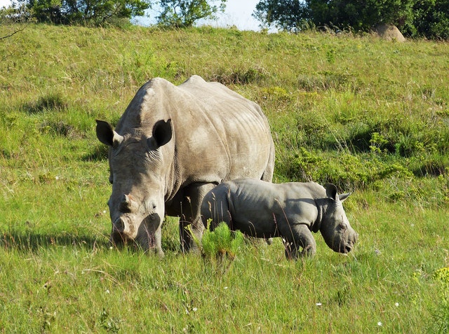 A rhino and her calf grazing on green grass