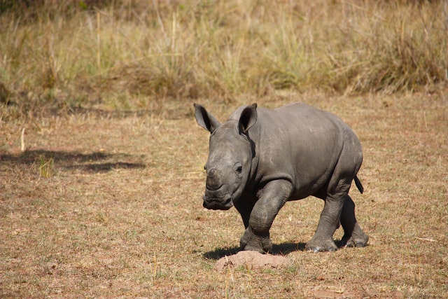 A rhino calf walking by itself