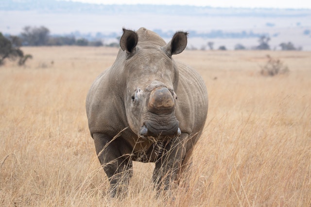 A rhino with a horn that has been cut facing forwards