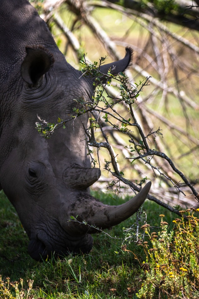 A rhino grazing in the shade of a tree