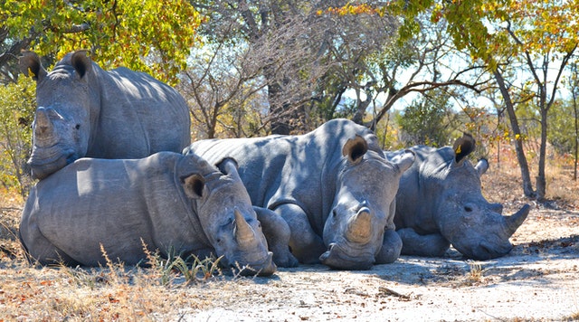 A group of rhino laying down under a tree