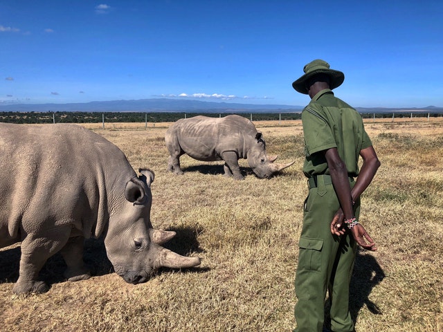 Two rhino with a man watching them