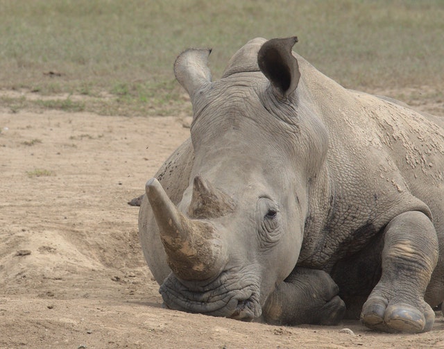 A single rhino lying down on dry ground