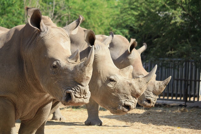 Three rhino next to each other facing the same direction