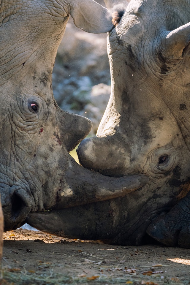 Two rhino touching their horns together